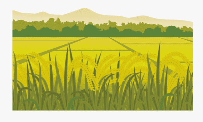 115 Tranh tô màu cánh đồng lúa đẹp nhất dễ tải dễ in Update 2023